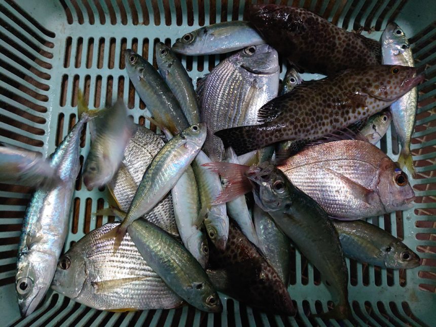 カセ釣りで川口さんがアジ ヘダイ キビレ オオモンハタをゲット 磯釣り カセ釣り ボート釣りの石倉渡船 三重県紀北町