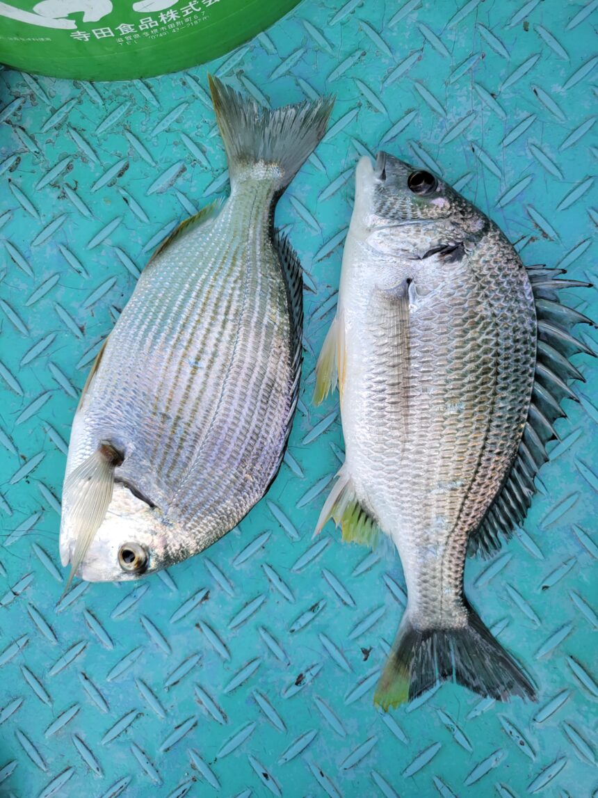 カセ釣りで中村さんがキビレ ヘダイをゲット 磯釣り カセ釣り ボート釣りの石倉渡船 三重県紀北町